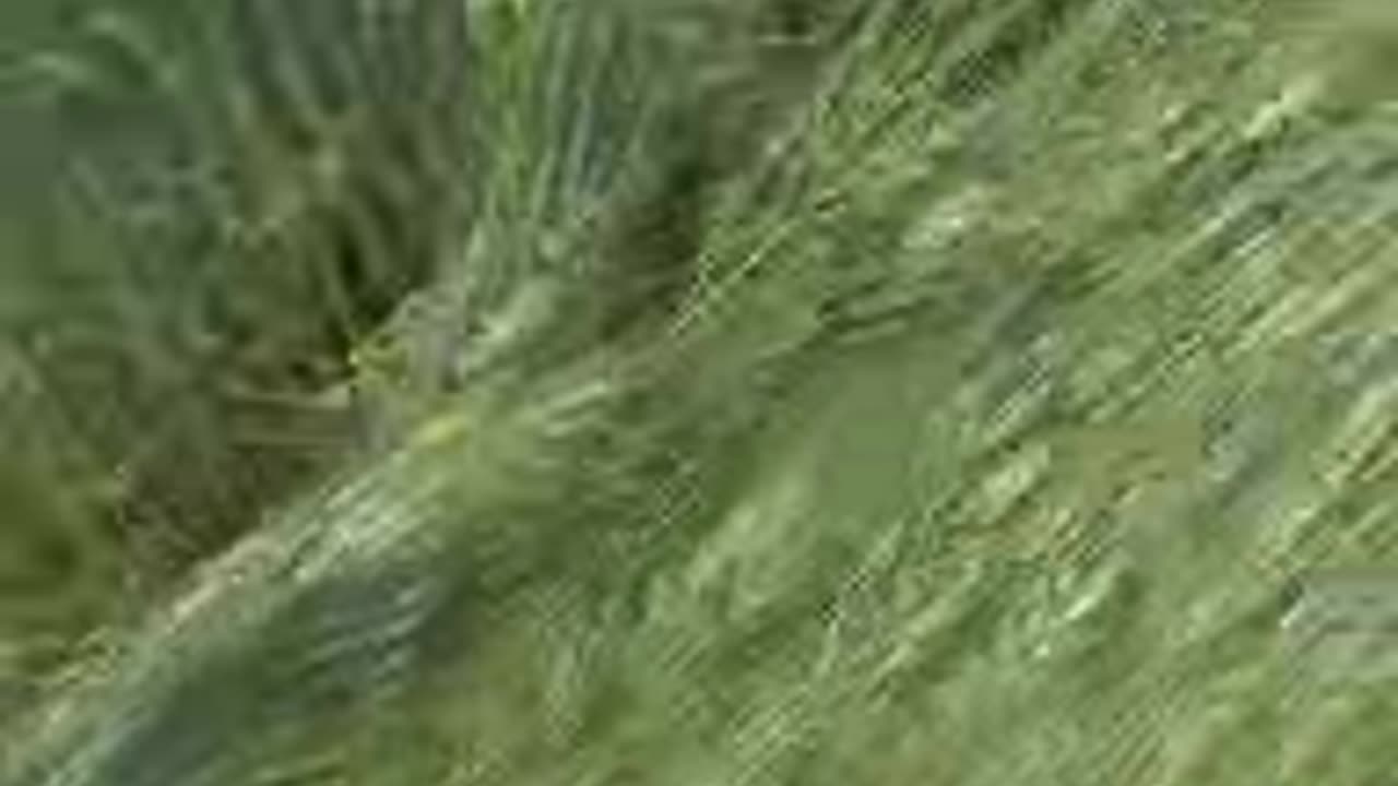 Crop circles in toscana