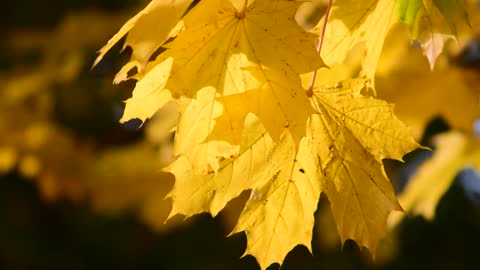 Maple image