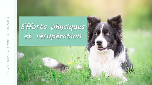 🌱 ENERGY SUPP - Pour les animaux SPORTIFS ou en convalescence