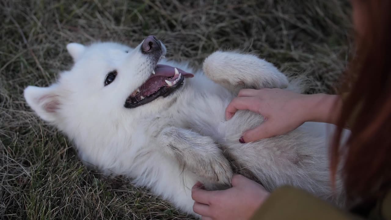 Dog Playing||