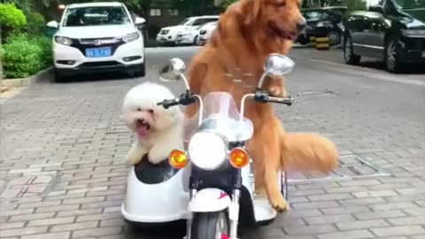 Environmentally Conscious Dog