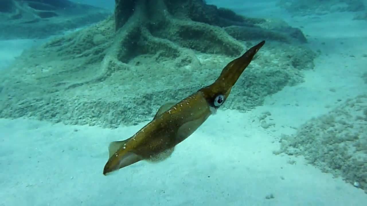 Another Cuttlefish