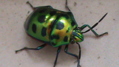 Shiny Bettle