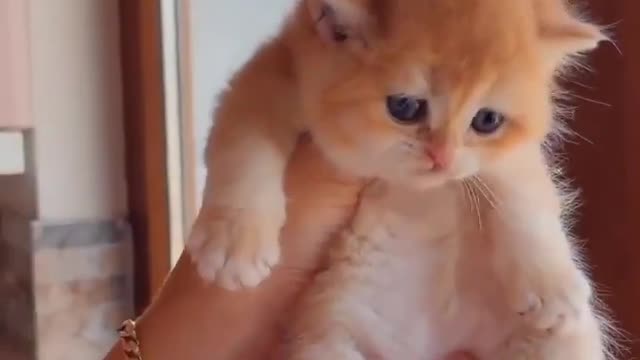 what a cute cat.