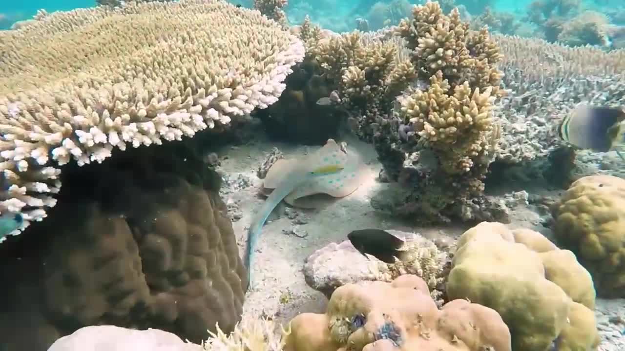 Calming view underwater in sea