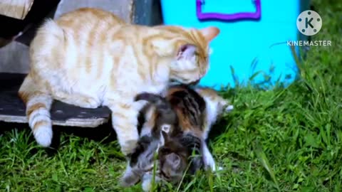Cats making gorgeous scene by playing together.