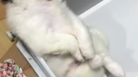 WHAT DREAMS ARE MADE OF #dosgshorts #cutedogs #dog # doggo #dogs