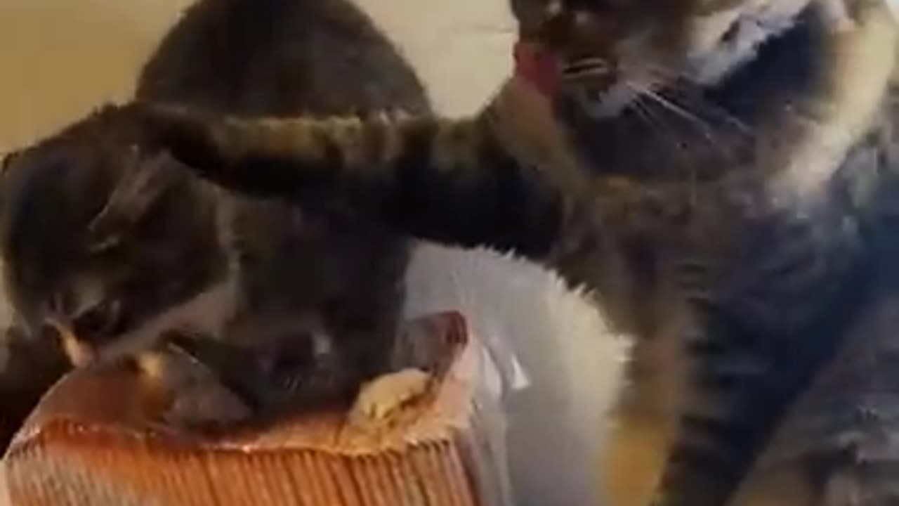 funny animals video 1