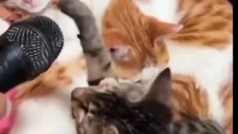 Funny Cat videos 🤣🤣🤣
