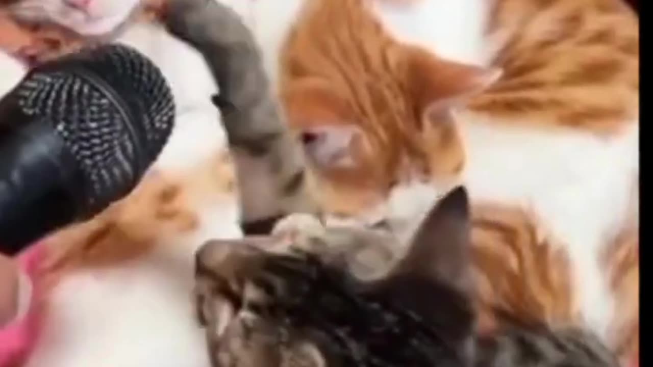 Funny Cat videos 🤣🤣🤣