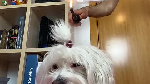Anima Dogs and Cats