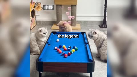 Cat 😺 video || funny cat's paying vedios game || amazing cat's paying vedios game