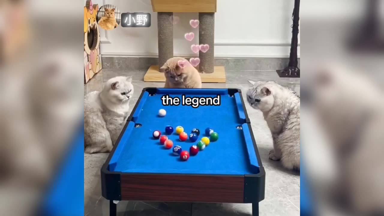 Cat 😺 video || funny cat's paying vedios game || amazing cat's paying vedios game