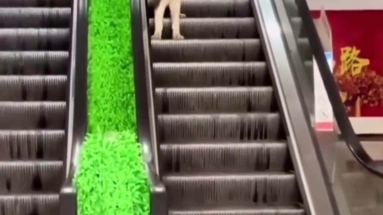Try not to laugh || part-6 Funny animals😹‖ #shorts #funnyvideos