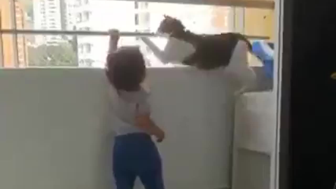 Cat Stops Toddler From Climbing On Balcony While Parent Films