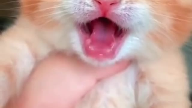 Voice cat baby