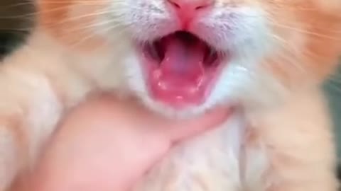 Voice cat baby