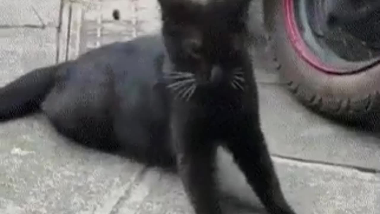 Cat wife caught her husband 🐈⬛