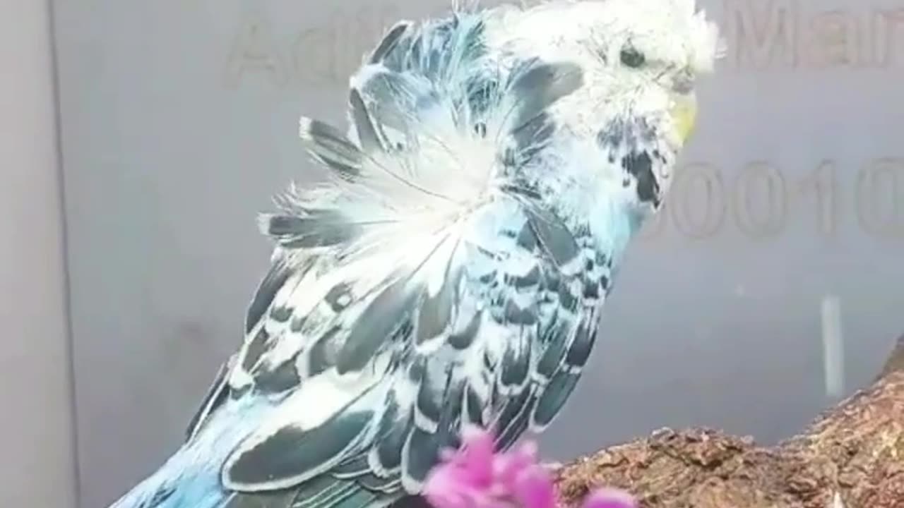exihogo #flowerbudgies #hogoromo #helecopter #japnieshogo #englishbudgies #budgrigar#petslovers2770