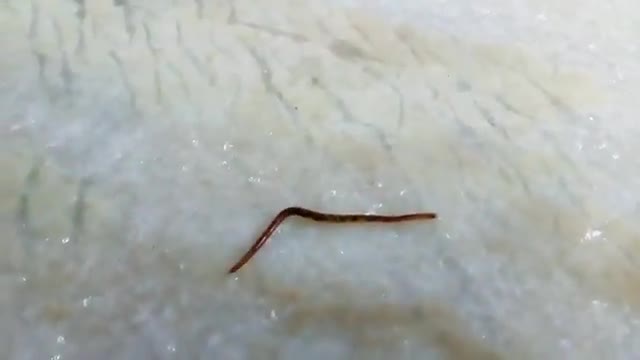 How an Earthworm Walk Walking Observation_Cut