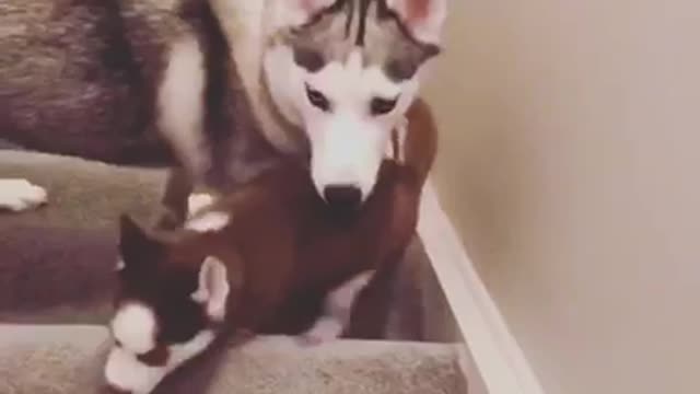 Husky mama teaches pups how to climb stairs