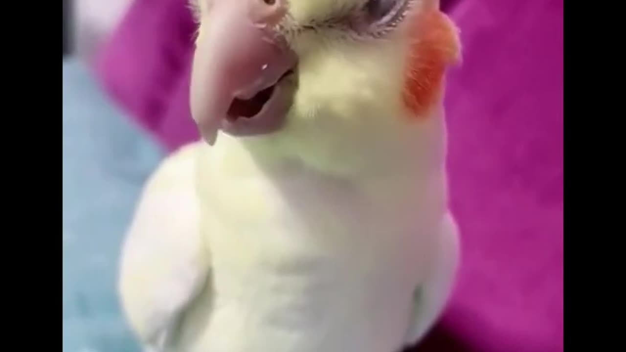 Beautiful birds and animals