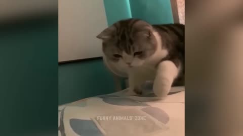 Funny cat videos 🤣🤣🤣