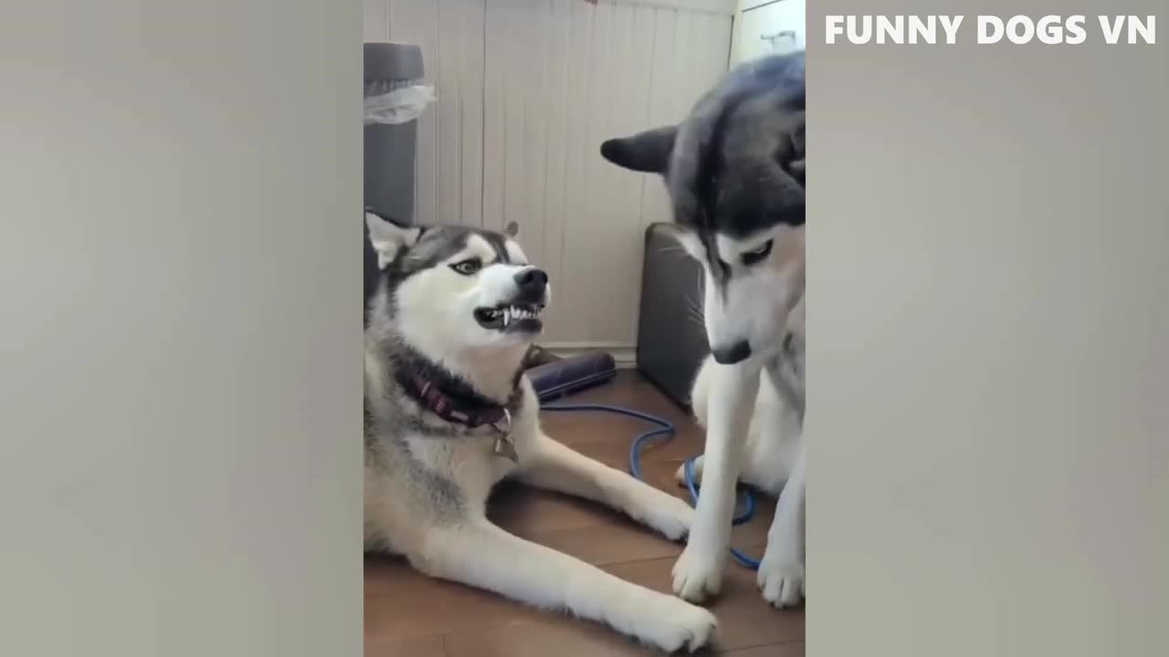 Funny Dog Vids #01