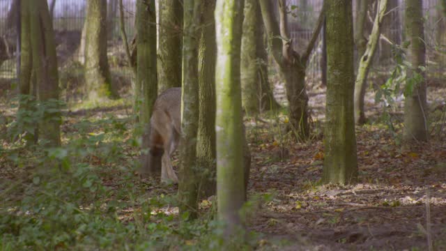 wolf search for hunting