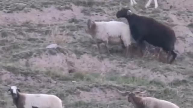 The sheep forage for grass in the grassland. Can the sheep find grass to eat