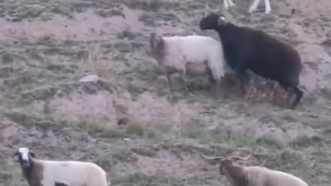 The sheep forage for grass in the grassland. Can the sheep find grass to eat