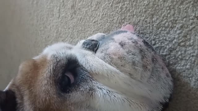 Lazy Bulldog Refuses To Wake Up For His Walk