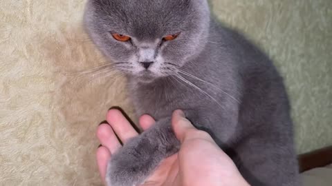 Unusual Reaction to Paw Massage