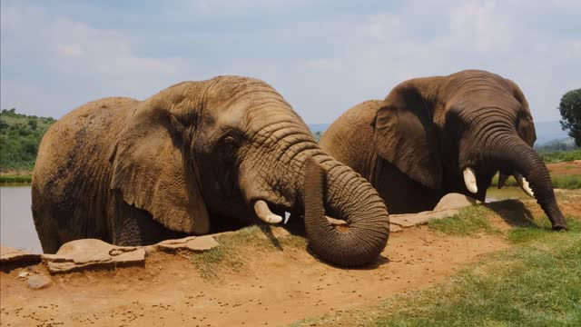 Elephants Eating on the Grass