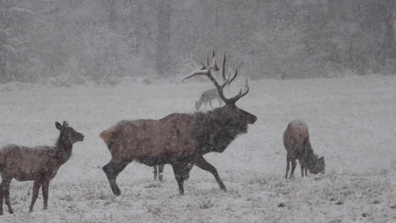 DEER runs into ELK HERD!