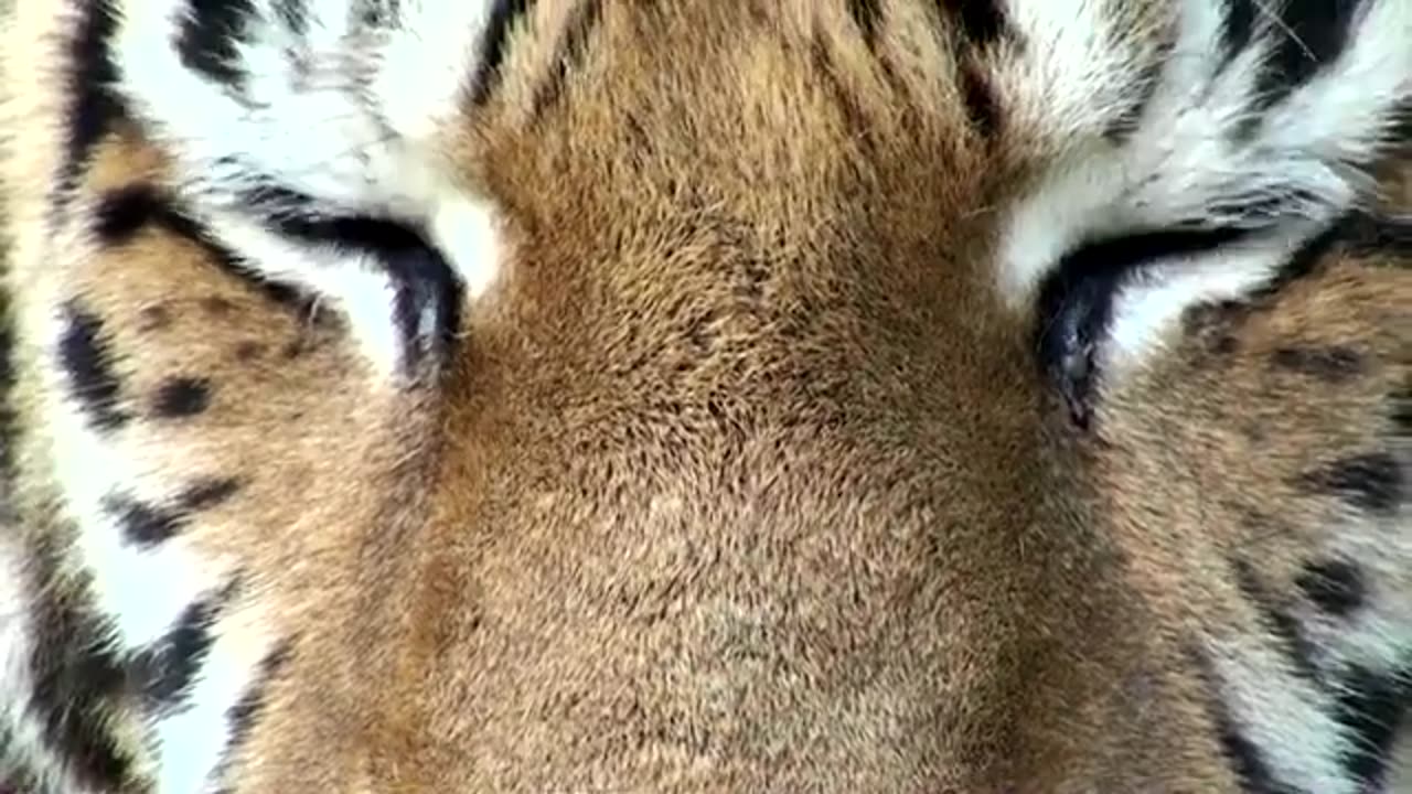 Tiger Invades Hospital, Nurse Broke Down in Tears When She Discovered the Reason...