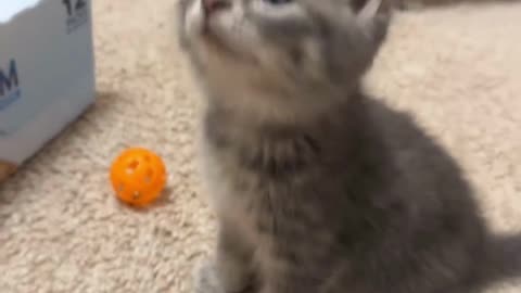 Cute And Funny Cats 😍😍😅😅 #viral #shorts #reels #cat #cats #pets #catsshare