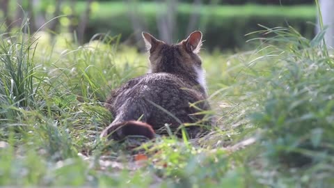 Follow the pics of stray cats who have just given birth for two days