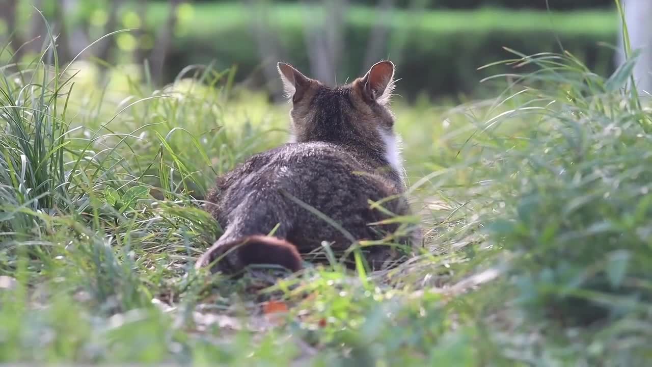 Follow the pics of stray cats who have just given birth for two days