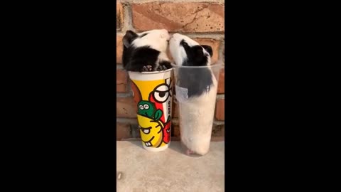 "The Most Watched Video: Little Puppy and Funny Panda's Fun Zone Antics Go Viral"