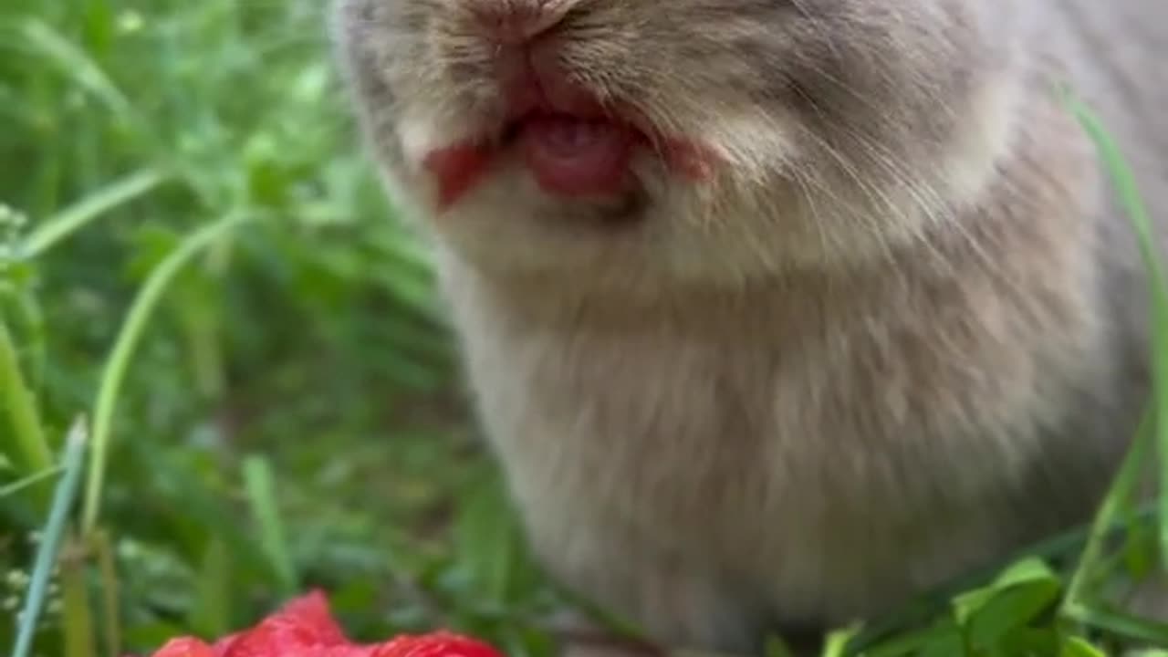 funny reaction of bunny while eating
