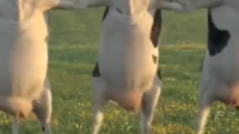 🐮 cows 🐄 dancing 💃