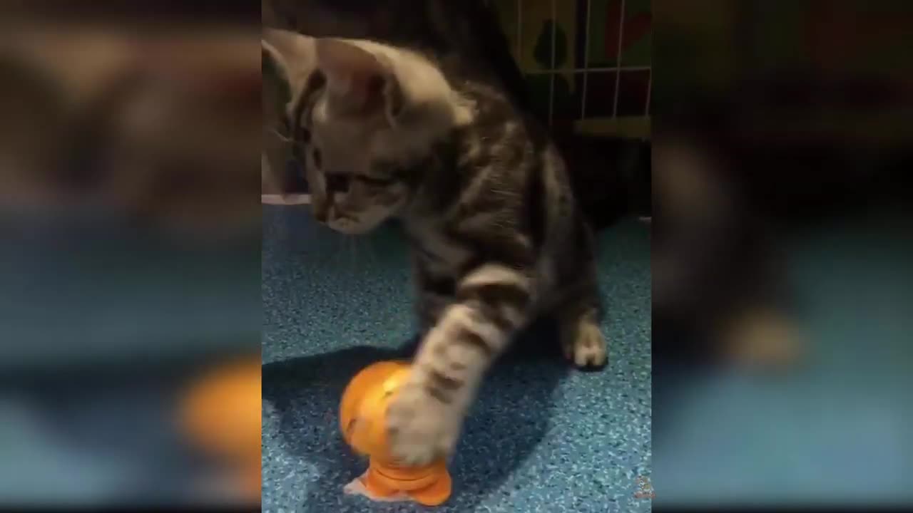 Baby Cats: Funny and Adorable Baby Cat Videos