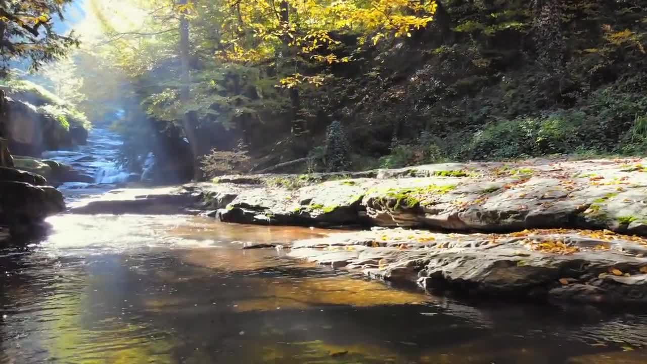 Enchanting Autumn Forests with Beautiful Piano Music