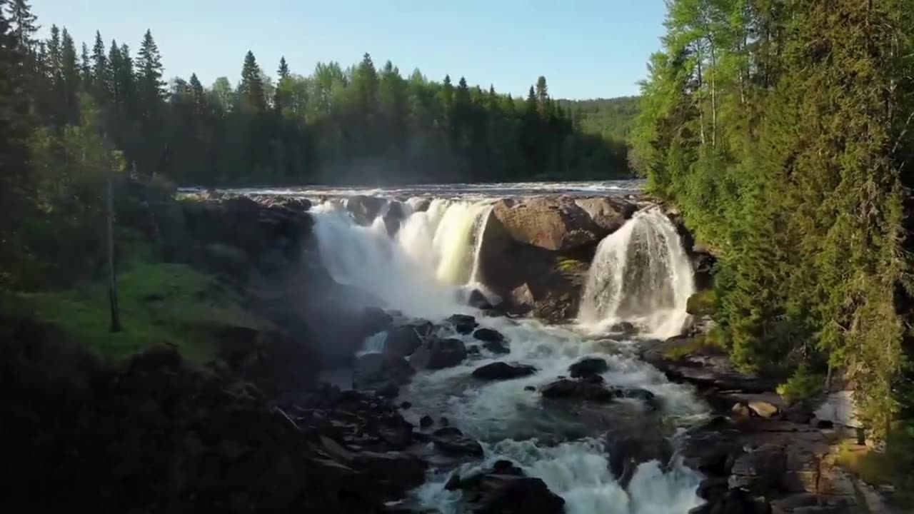 Forest Harmony: Nature’s Healing in 4K