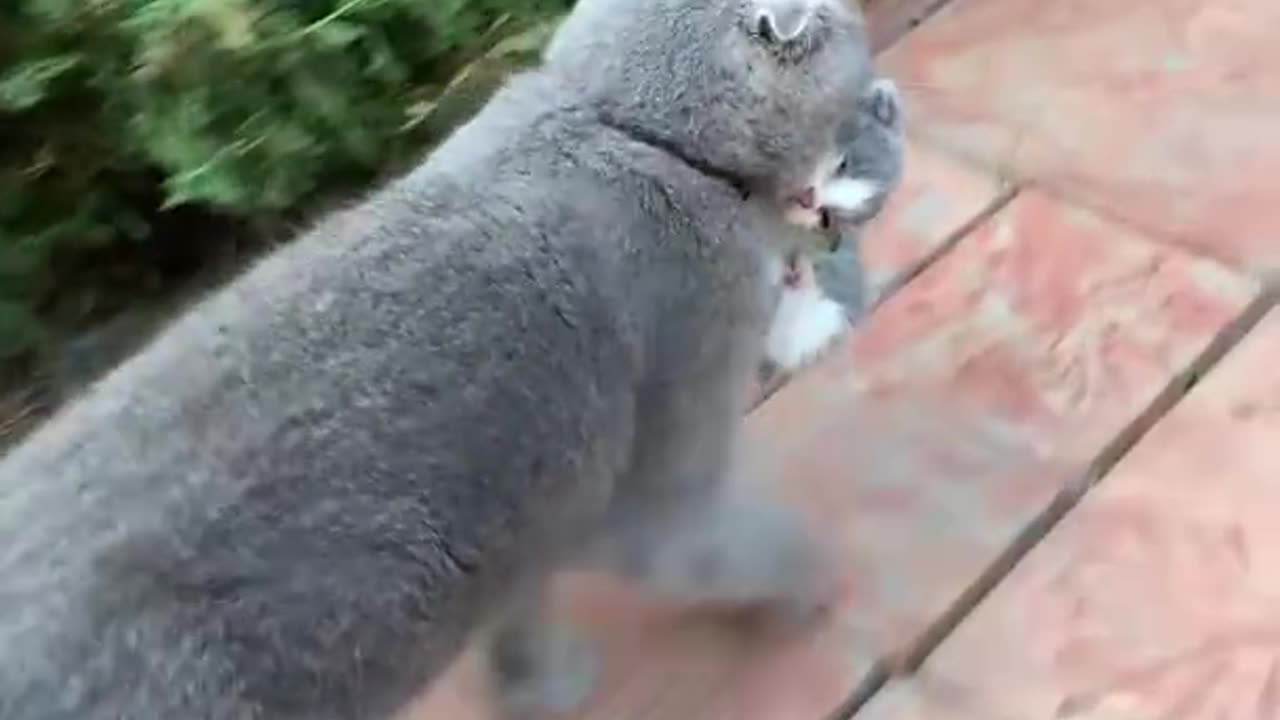 😻🥰❣️Momma Cat carries baby kitten in its teeth #shorts