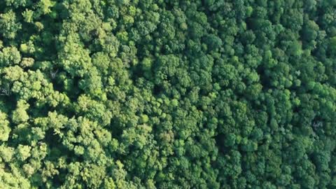 Forest | Creative videos 💒🌄🌅