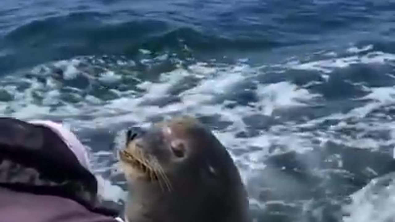 Sea lion patiently waiting for her snacks