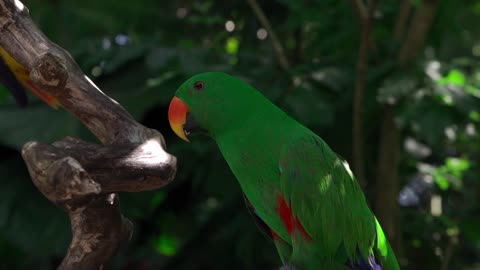 Beautiful parrots