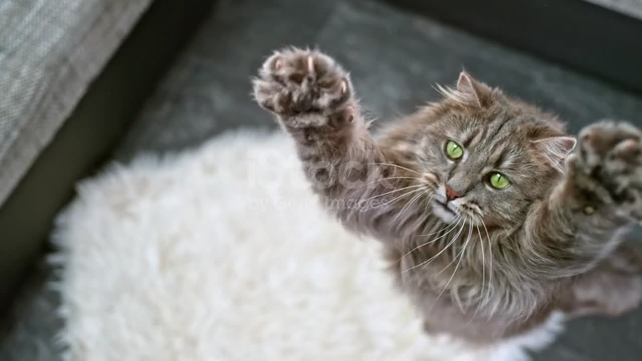 SLO MO Long-haired domestic cat extending its paws to catch the toy in the air 4K stock video...